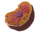 Animal Cell Poster Print showcasing detailed structure and functions.