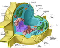 Plant Cell Poster Print by Spencer Sutton, showcasing intricate plant cell structures.