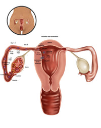 Fertilization Infographic Poster Print by Gwen Shockey, educational decor