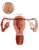 Fertilization Infographic Poster Print by Gwen Shockey, educational decor