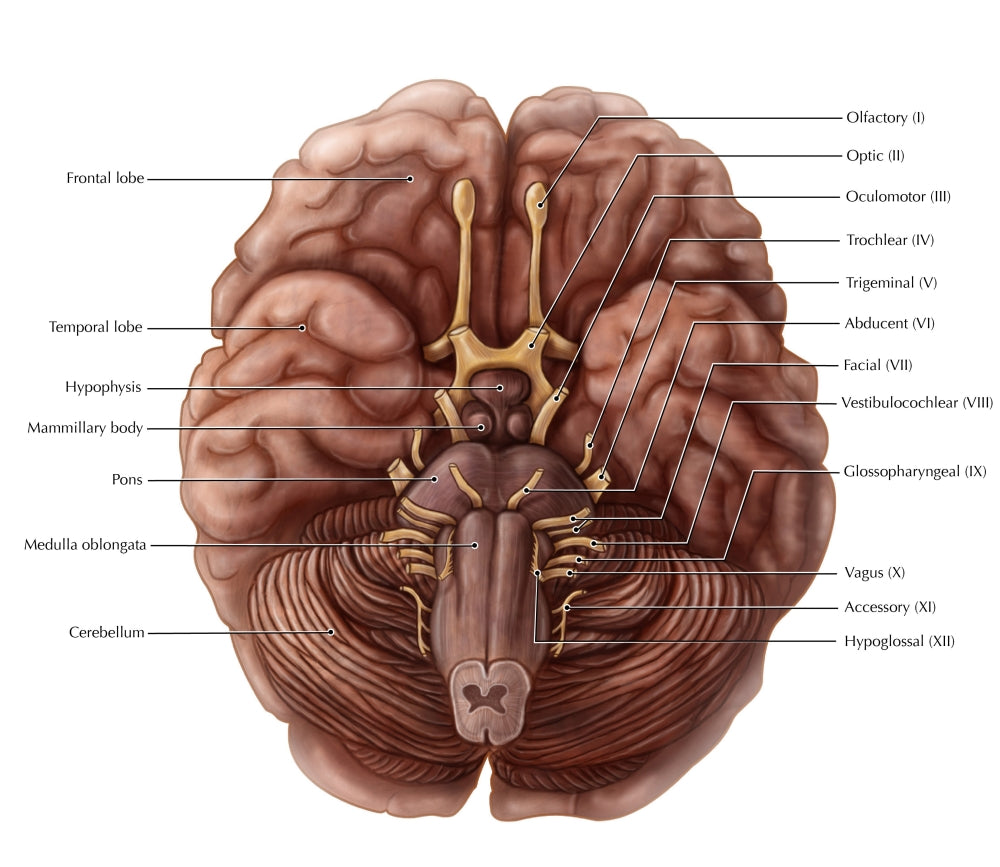 Brain and Cranial Nerves Educational Poster Print by Evan Oto