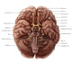 Brain and Cranial Nerves Educational Poster Print by Evan Oto