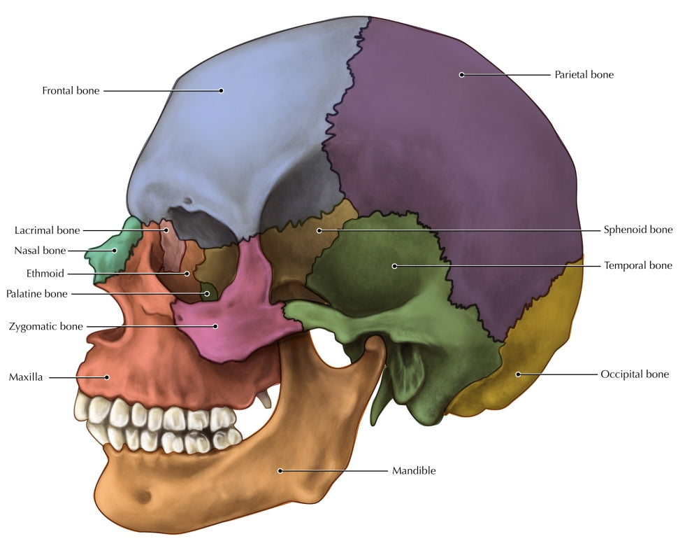 Bones of the Skull (Lateral) Poster Print by Evan Oto, anatomical illustration, educational poster.