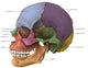 Bones of the Skull (Lateral) Poster Print by Evan Oto, anatomical illustration, educational poster.
