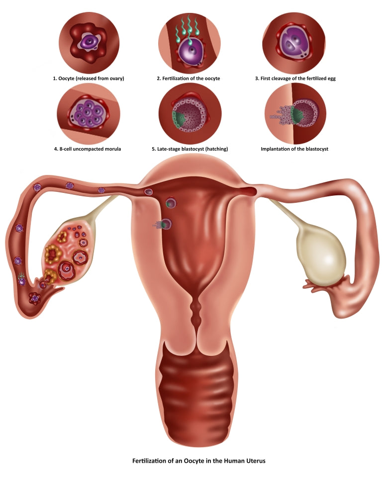 Fertilization Poster Print showcasing the process of plant reproduction.