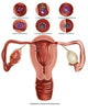 Fertilization Poster Print showcasing the process of plant reproduction.