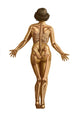 Human Skeletal System Poster Print showcasing detailed anatomy