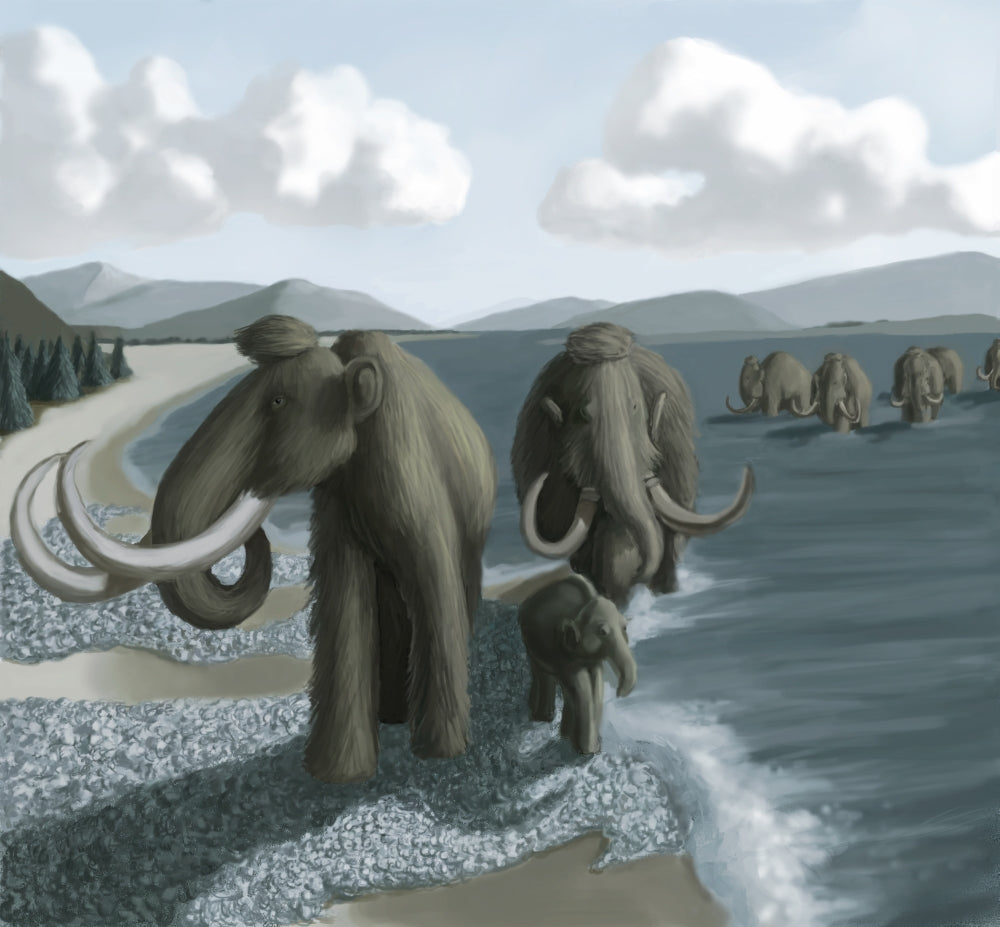 Mammoth Poster Print featuring prehistoric mammoth artwork by Spencer Sutton.
