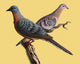 http://c328301.r1.cf1.rackcdn.com/SCIBW1503.jpg