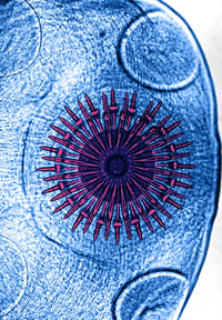 Dog Tapeworm Rostellum Scientific Poster Print