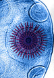 Dog Tapeworm Rostellum Scientific Poster Print