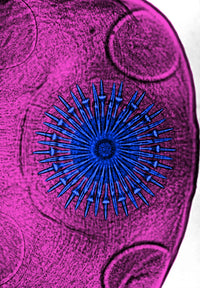Dog Tapeworm Rostellum Educational Poster Print