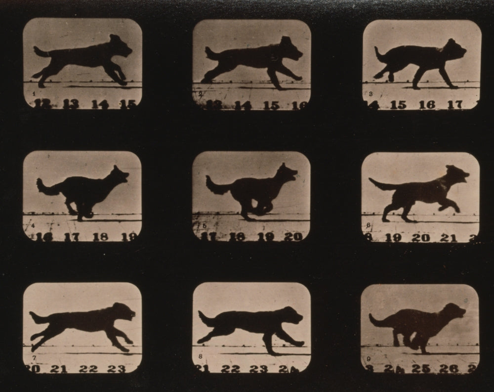 Muybridge Locomotion Dog Running Art Print from 1881