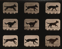 Muybridge Locomotion Dog Running Art Print from 1881