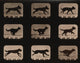 Muybridge Locomotion Dog Running Art Print from 1881