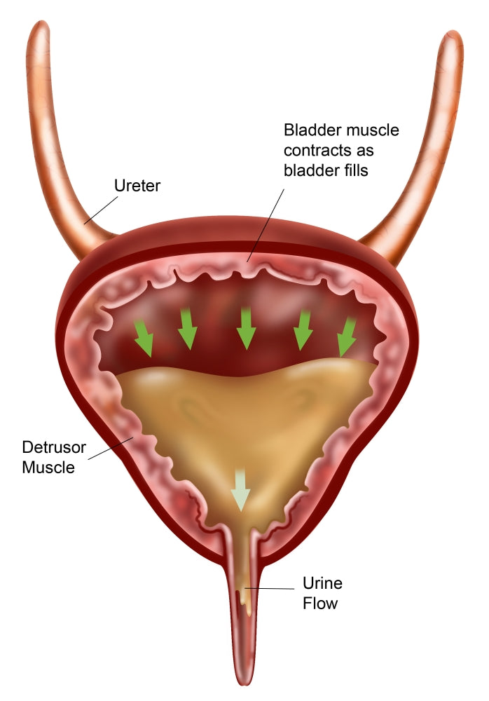 Bladder Anatomy Poster Print by Gwen Shockey, detailed human anatomy illustration.