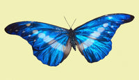 Helena Morpho Butterfly Poster Print showcasing vibrant colors