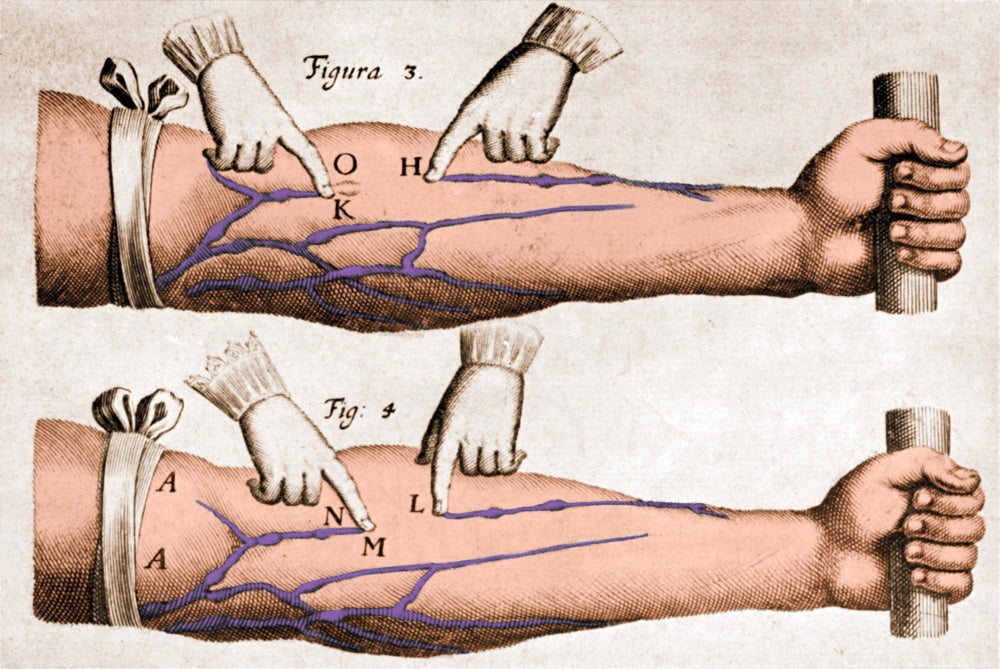 William Harvey Veins and Blood Flow Educational Poster Print