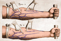 William Harvey Veins and Blood Flow Educational Poster Print