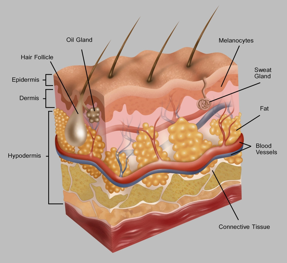 Skin Poster Print by Gwen Shockey showcasing human anatomy.