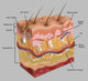 Skin Poster Print by Gwen Shockey showcasing human anatomy.