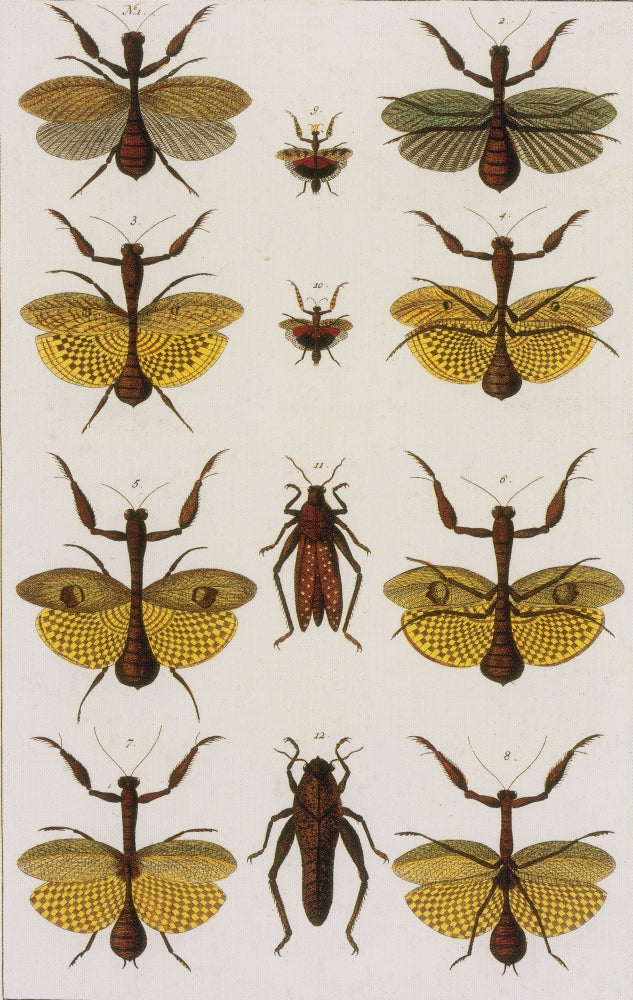Insects - Seba's Thesaurus Art Print from 1734, showcasing detailed insect illustrations.