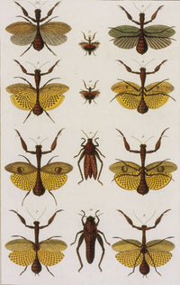 Insects - Seba's Thesaurus Art Print from 1734, showcasing detailed insect illustrations.