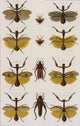 Insects - Seba's Thesaurus Art Print from 1734, showcasing detailed insect illustrations.