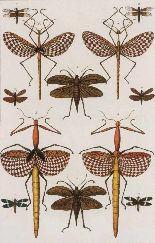 Insects Poster Print from Seba's Thesaurus (1734) showcasing detailed illustrations of various insects.