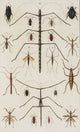 Insects Poster Print from Seba's Thesaurus (1734) showcasing detailed illustrations of insects.