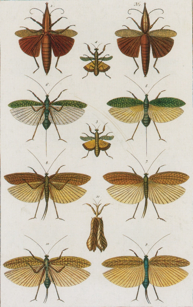 Seba's Thesaurus Insects Poster Print featuring detailed illustrations of insects.