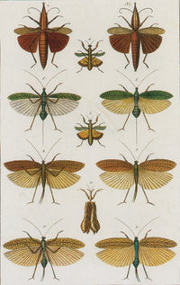 Seba's Thesaurus Insects Poster Print featuring detailed illustrations of insects.