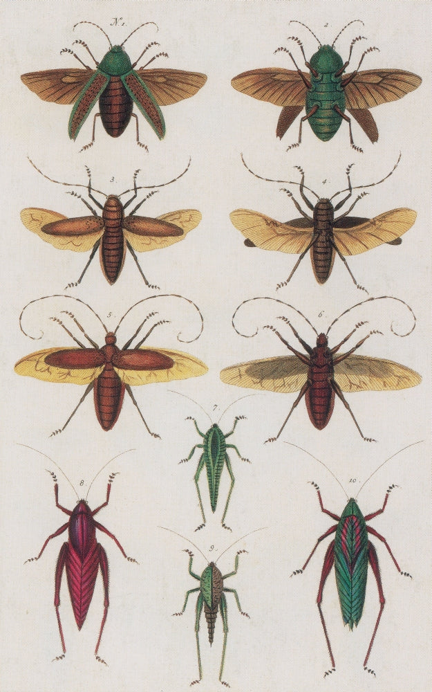 Insects Poster Print from Seba's Thesaurus 1734, showcasing detailed insect illustrations.