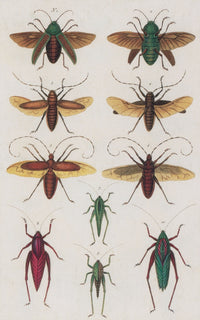 Insects Poster Print from Seba's Thesaurus 1734, showcasing detailed insect illustrations.