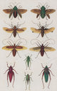 Insects Poster Print from Seba's Thesaurus 1734, showcasing detailed insect illustrations.