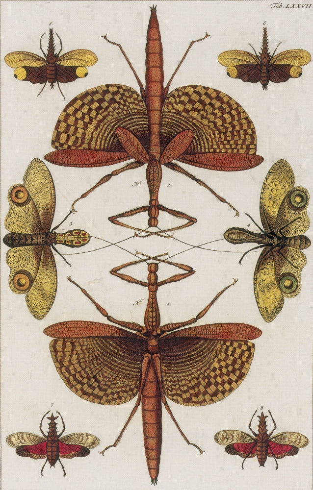 Insects Poster Print from Seba's Thesaurus, 1734 showcasing various insects in detailed illustration.