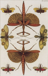 Insects Poster Print from Seba's Thesaurus, 1734 showcasing various insects in detailed illustration.
