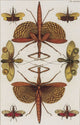 Insects Poster Print from Seba's Thesaurus, 1734 showcasing various insects in detailed illustration.