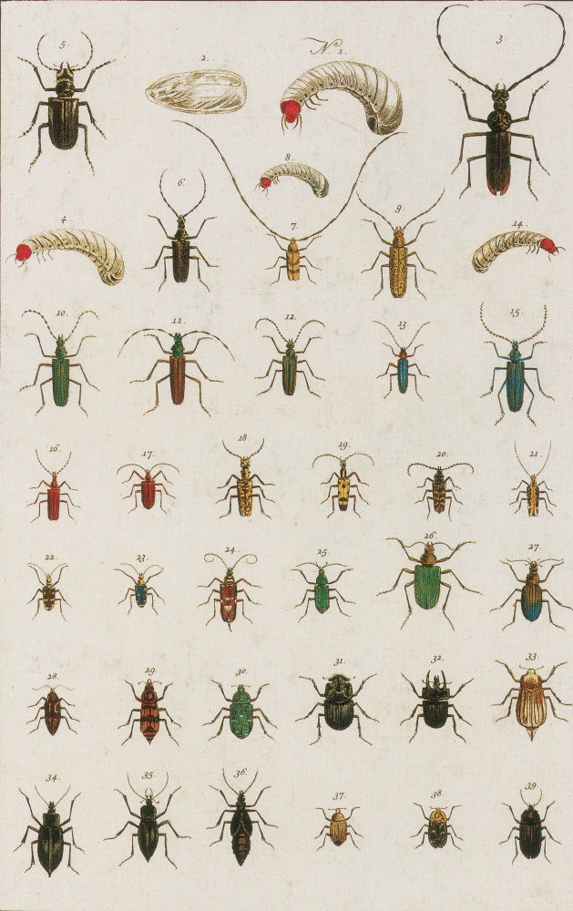 Insects Poster Print from Seba's Thesaurus, 1734, showcasing detailed illustrations.