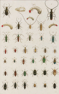 Insects Poster Print from Seba's Thesaurus, 1734, showcasing detailed illustrations.