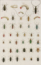 Insects Poster Print from Seba's Thesaurus, 1734, showcasing detailed illustrations.