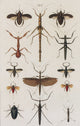 Seba's Thesaurus Insects Poster Print (1734) showcasing detailed illustrations.