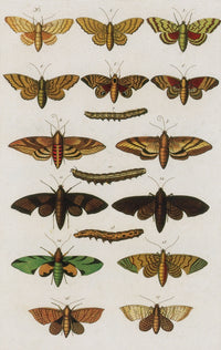 Insects Poster Print from Seba's Thesaurus, 1734 - Detailed illustrations of insects.
