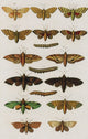 Insects Poster Print from Seba's Thesaurus, 1734 - Detailed illustrations of insects.