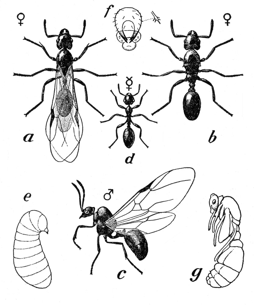 Pavement Ant (Tetramorium caespitum) Poster Print showcasing detailed illustration.