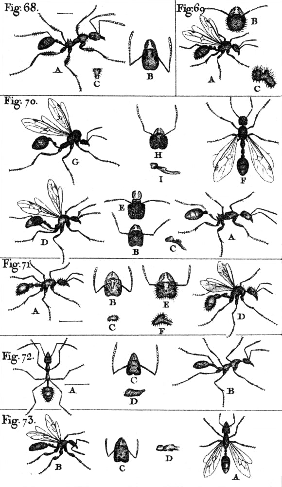 Natural History of Ants Poster Print from 1802, showcasing various ant species.