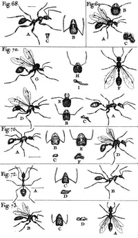 Natural History of Ants Poster Print from 1802, showcasing various ant species.
