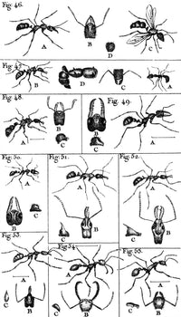 Natural History of Ants 1802 Poster Print on premium heavy stock paper.