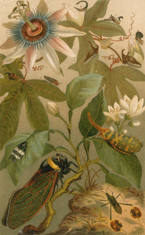 Clematis, Cicada and Beetles Vintage Botanical Poster Print