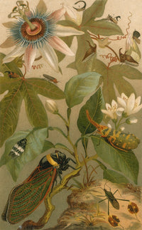 Clematis, Cicada and Beetles Vintage Botanical Poster Print